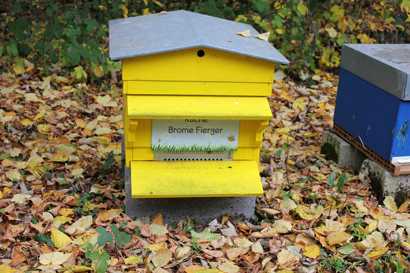 La ruche Brome Fierger